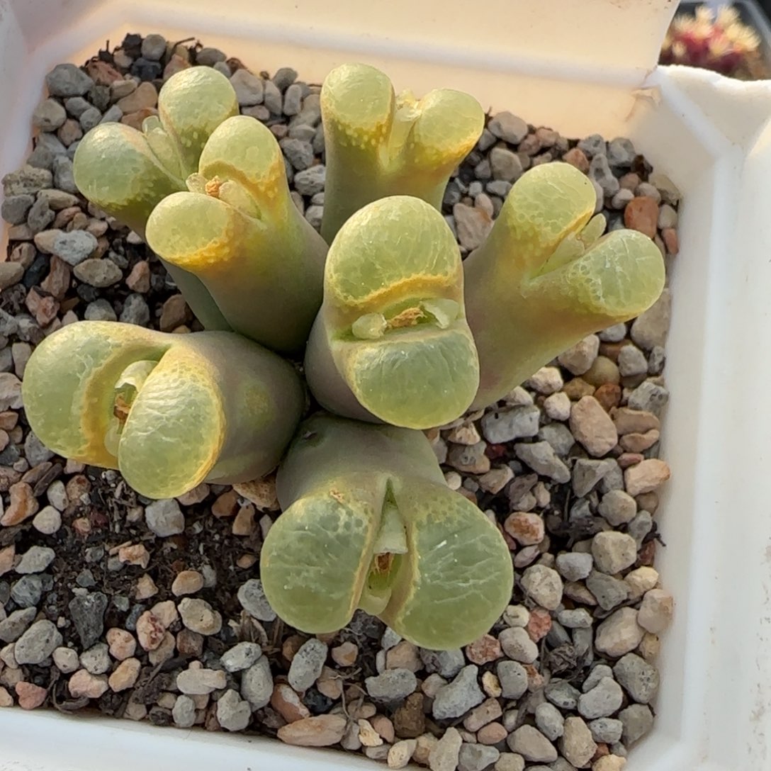 多肉植物编号丢失美风铃70号