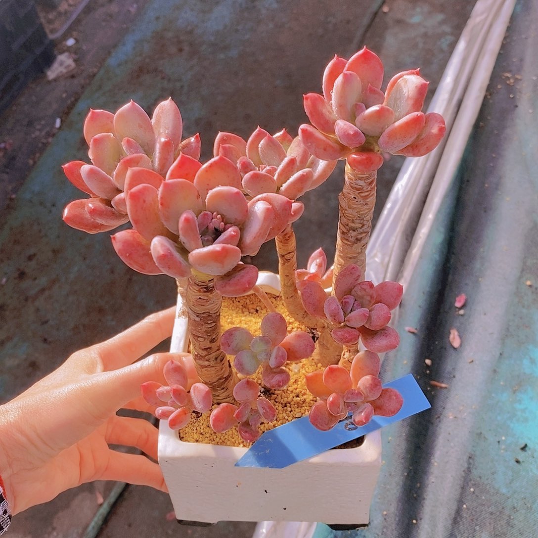 410多肉植物老桩