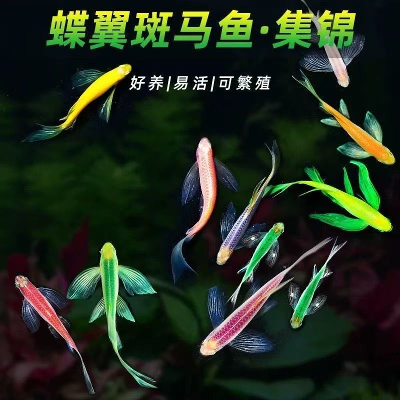 蝶翼斑马鱼长尾长鳍小型热带淡水观赏鱼好养活适合新手