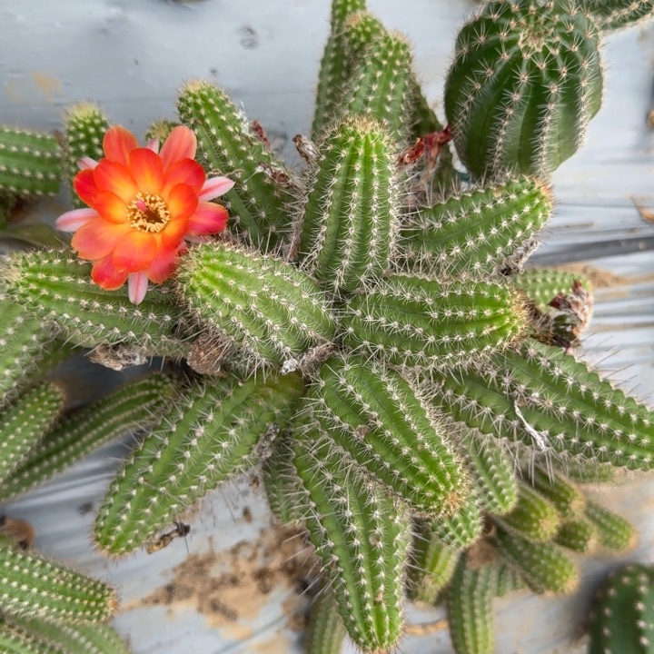 苗接白檀侧芽一个356