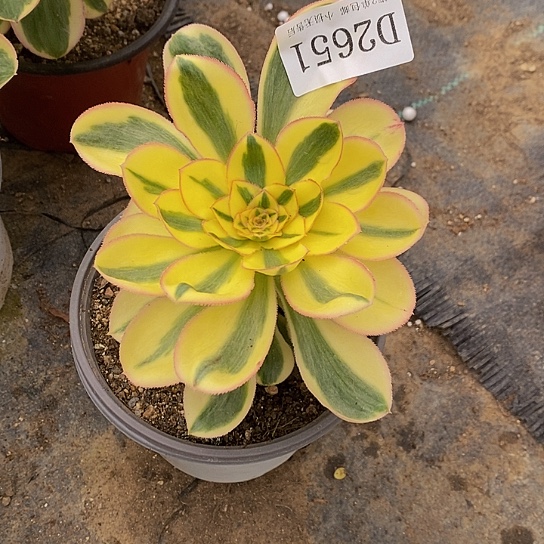 2651燕姿锦多肉法师