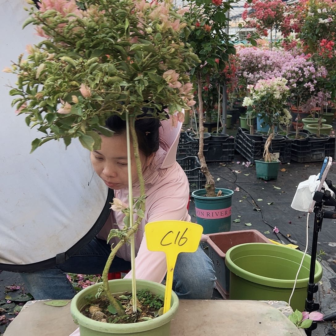 理***理完全开放C16少女心