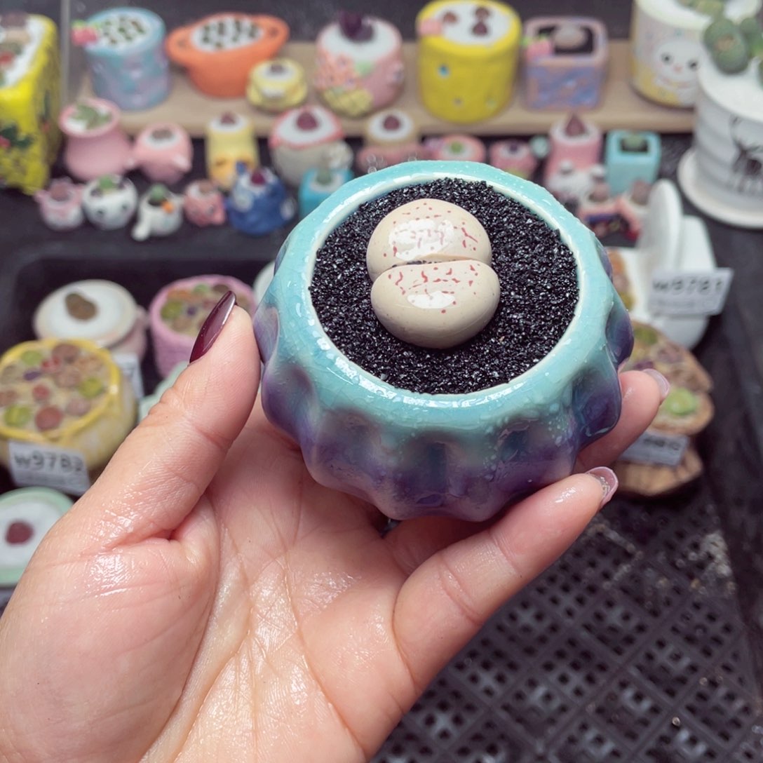 w9790 带盆土发货-零下地区拍保温箱