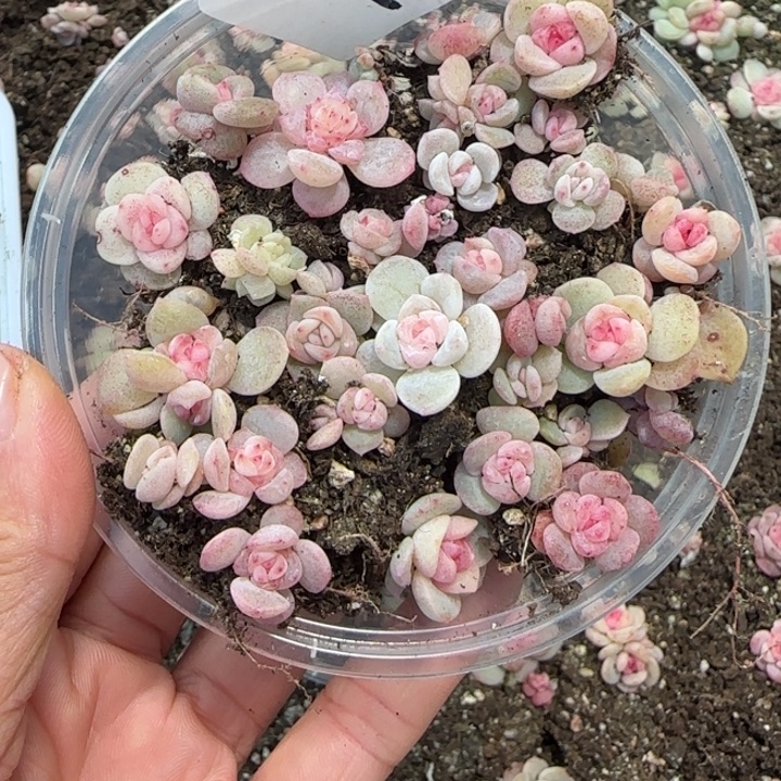 小****17号绝绝子多肉一盒