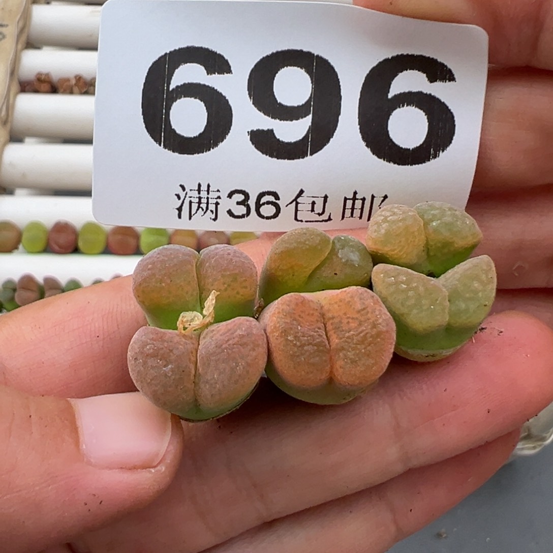 4.16好看的多肉脱土发货696