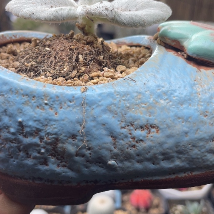 断崖王子不含盆一颗包邮