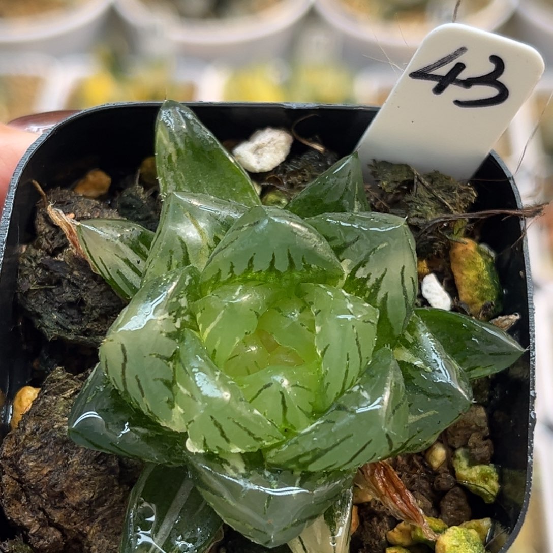 43大窗龙鳞玉露锦福利专场