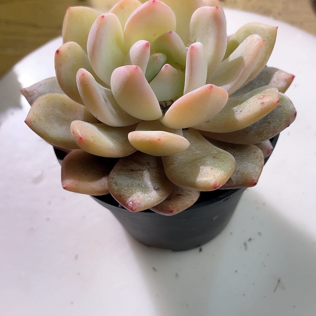 晚*c0934  雪芙蓉  六月六