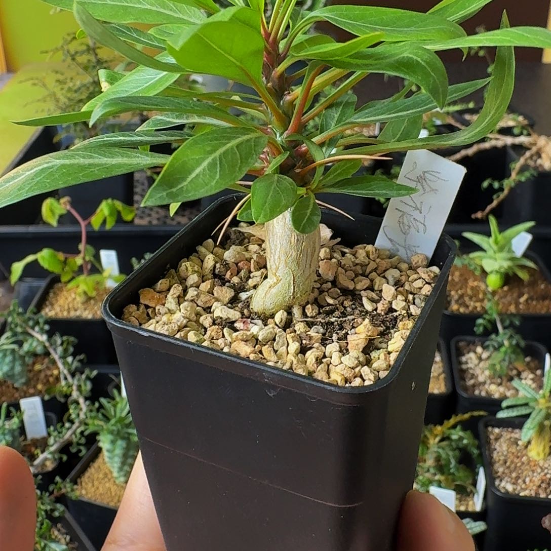 特价 实生紫富贵带盆土包邮