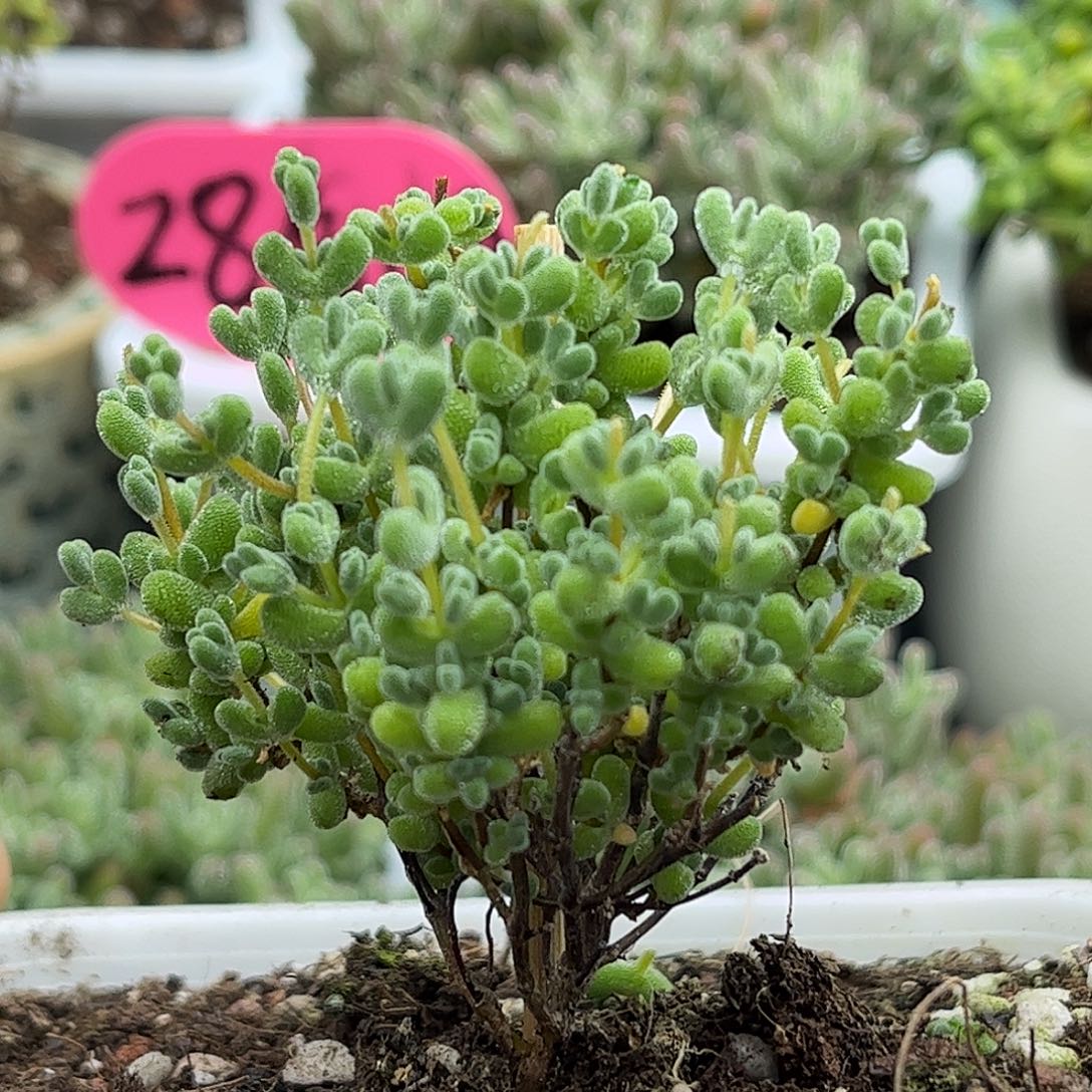 薄荷实生莱斯优选枝干