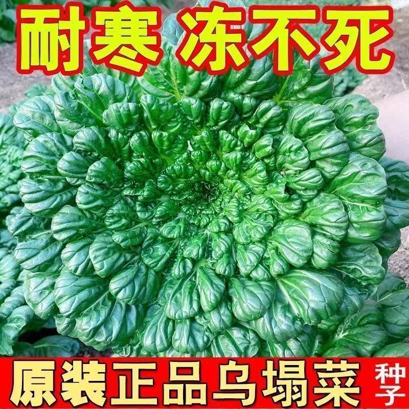 【绿心乌塌菜种子】家庭阳台小院四季种植盆栽地栽易种易活