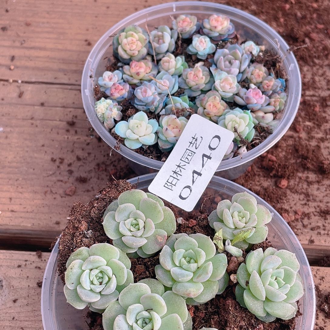 派***！多肉植物多肉植物440