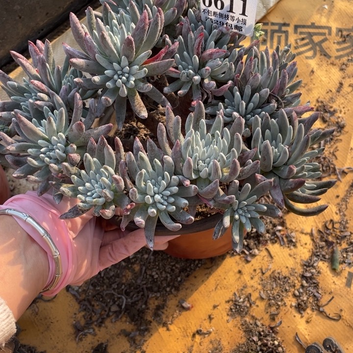 611号雪花多肉植物