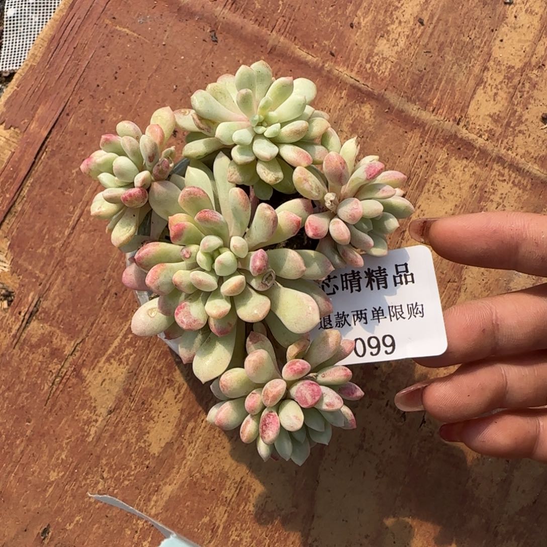 闪购精品多肉99号带盆