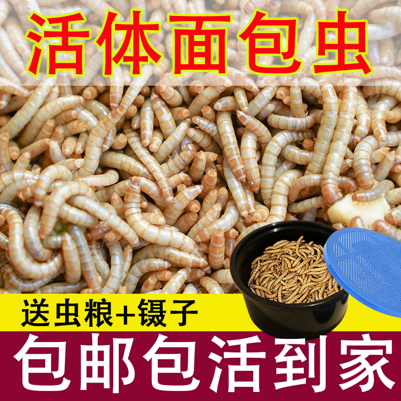 面包虫活虫活体黄粉虫仓鼠蜘蛛蝎子乌龟鸟食鹦鹉鱼金龙鱼活饵饲料