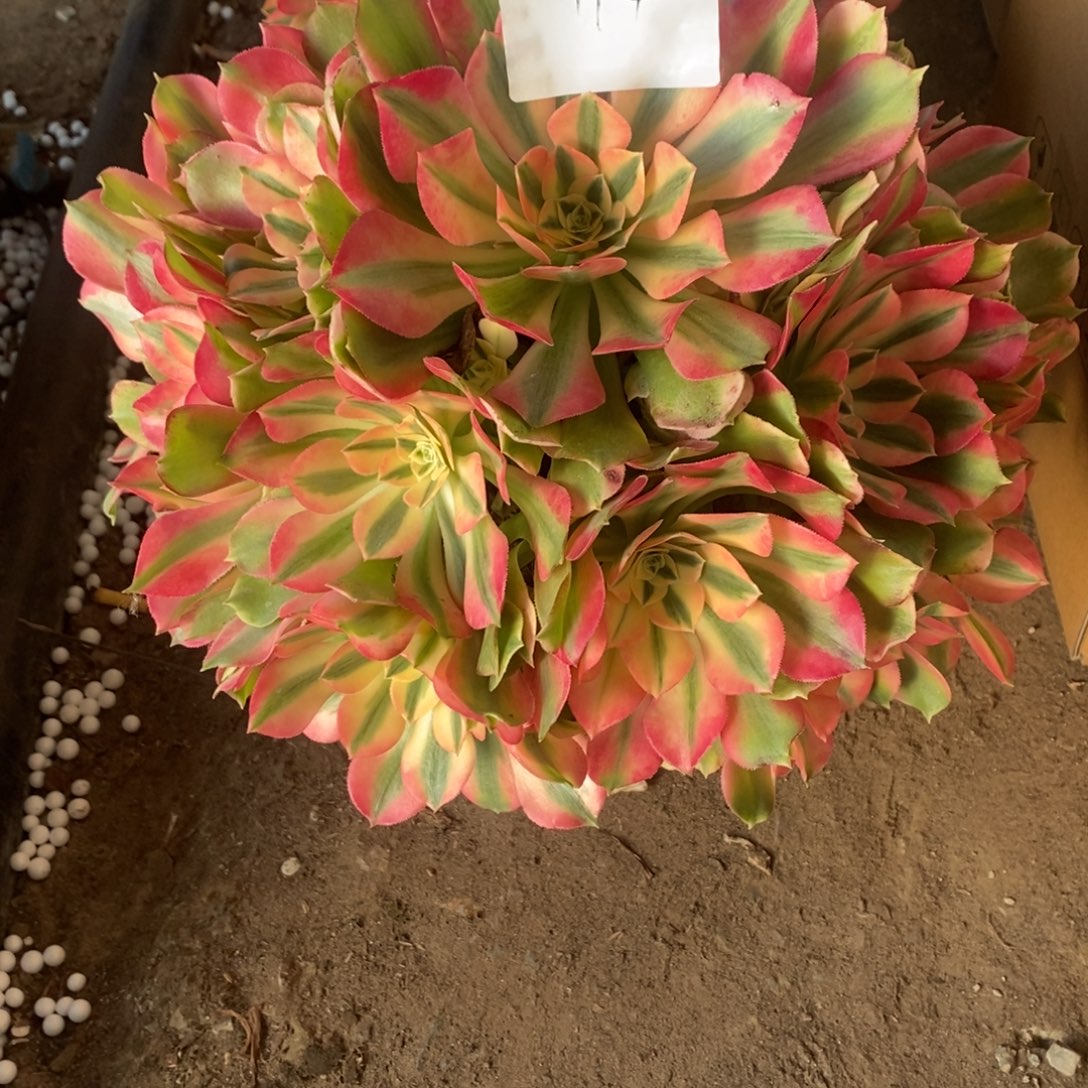 香妃多肉114号多肉1颗