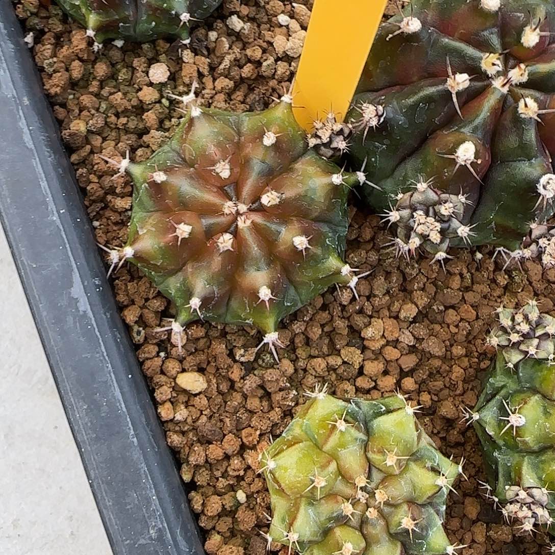 L525-1225泰国发货