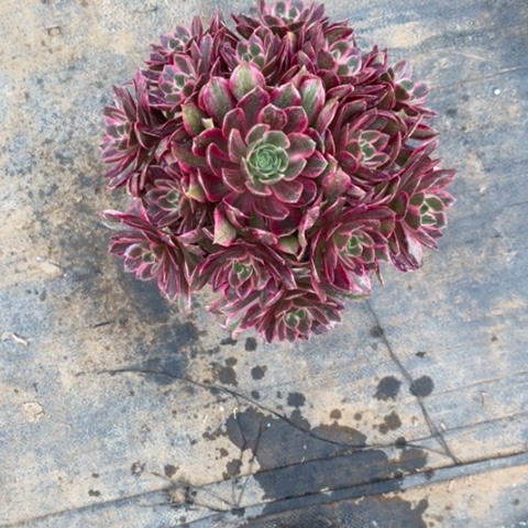 浣纱6多肉植物法师