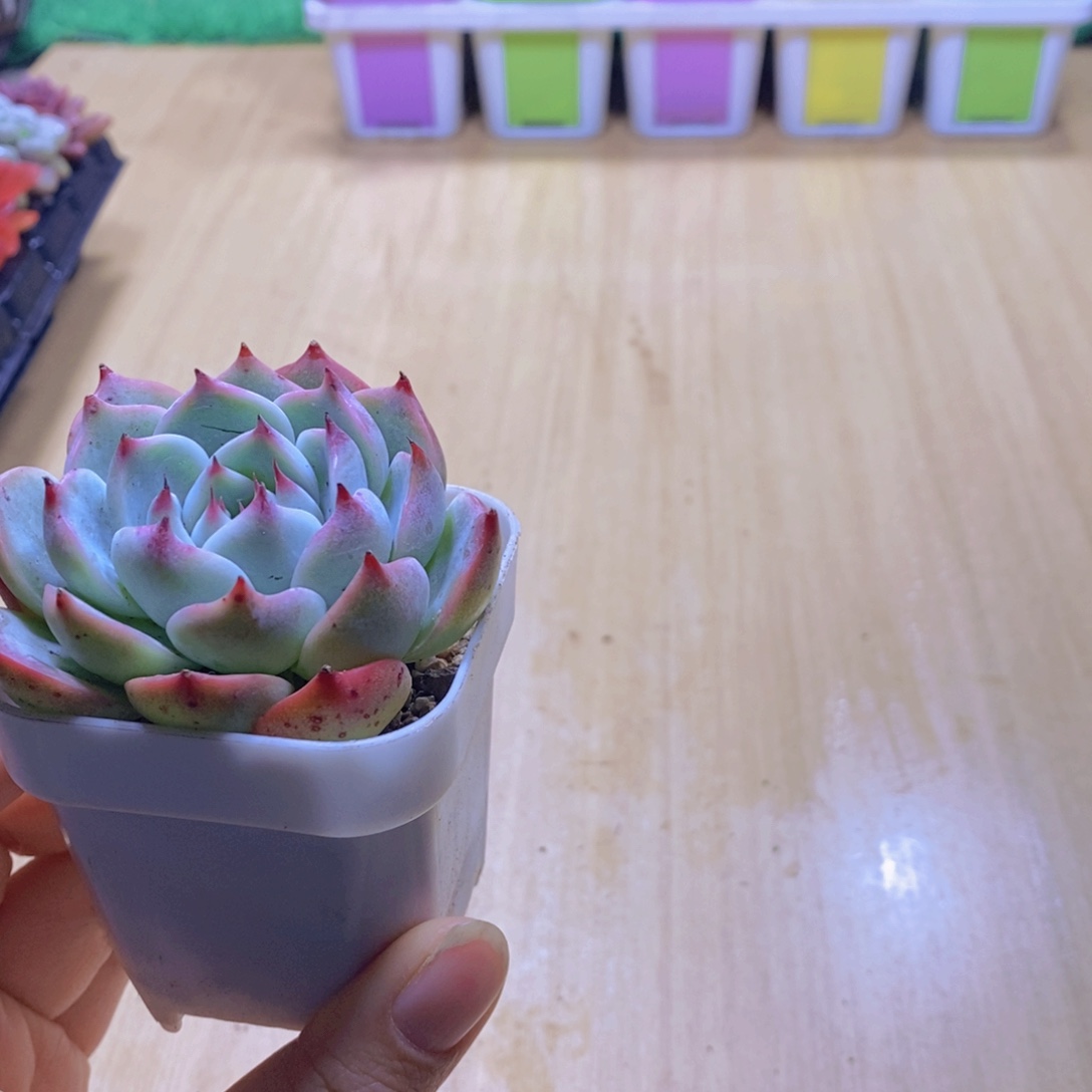 无花朵多肉植物吉娃娃送盆