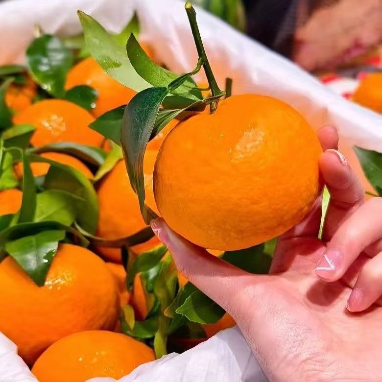 【四川明日见柑橘】甜蜜新鲜箱装4-4.5斤左右四川省