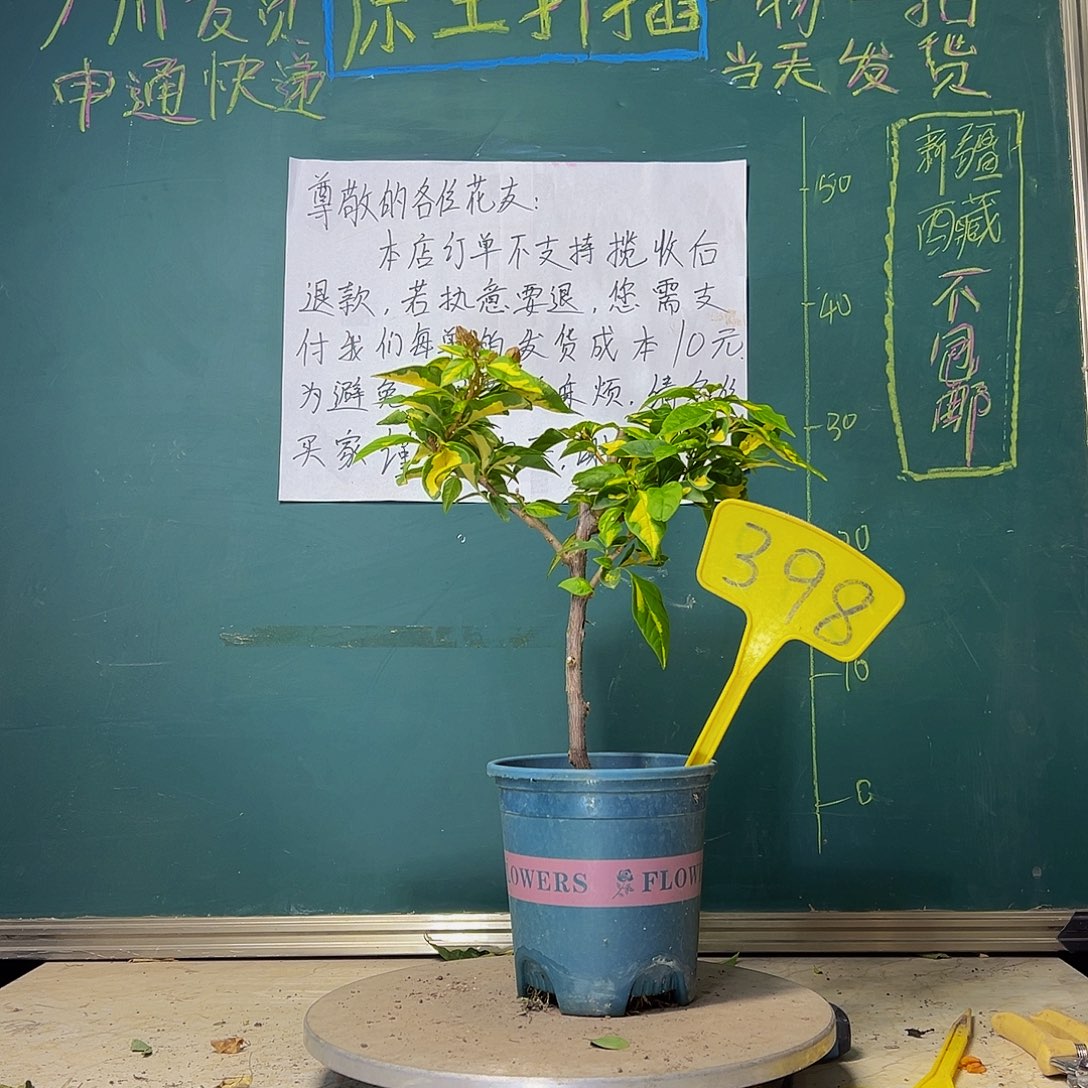 当前无花栽培后可以开花金心双色398