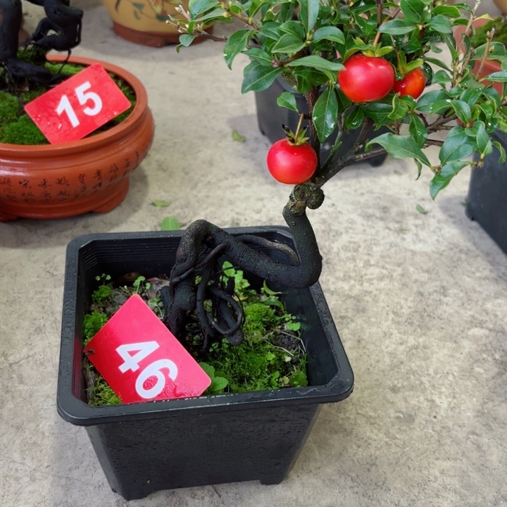 无花朵用****4金弹子盆景树