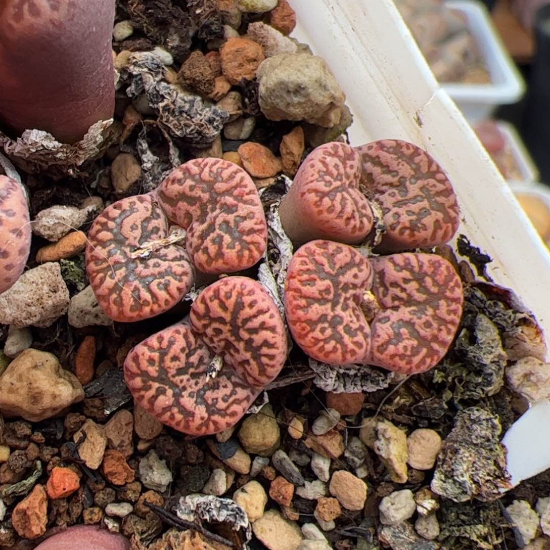 0701号鸟哈尼 多肉植物