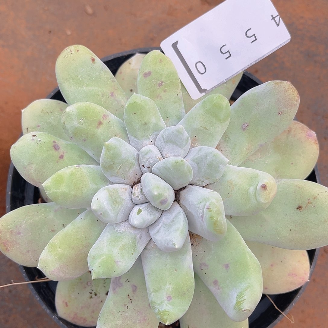 大花朵红拇指老桩4550