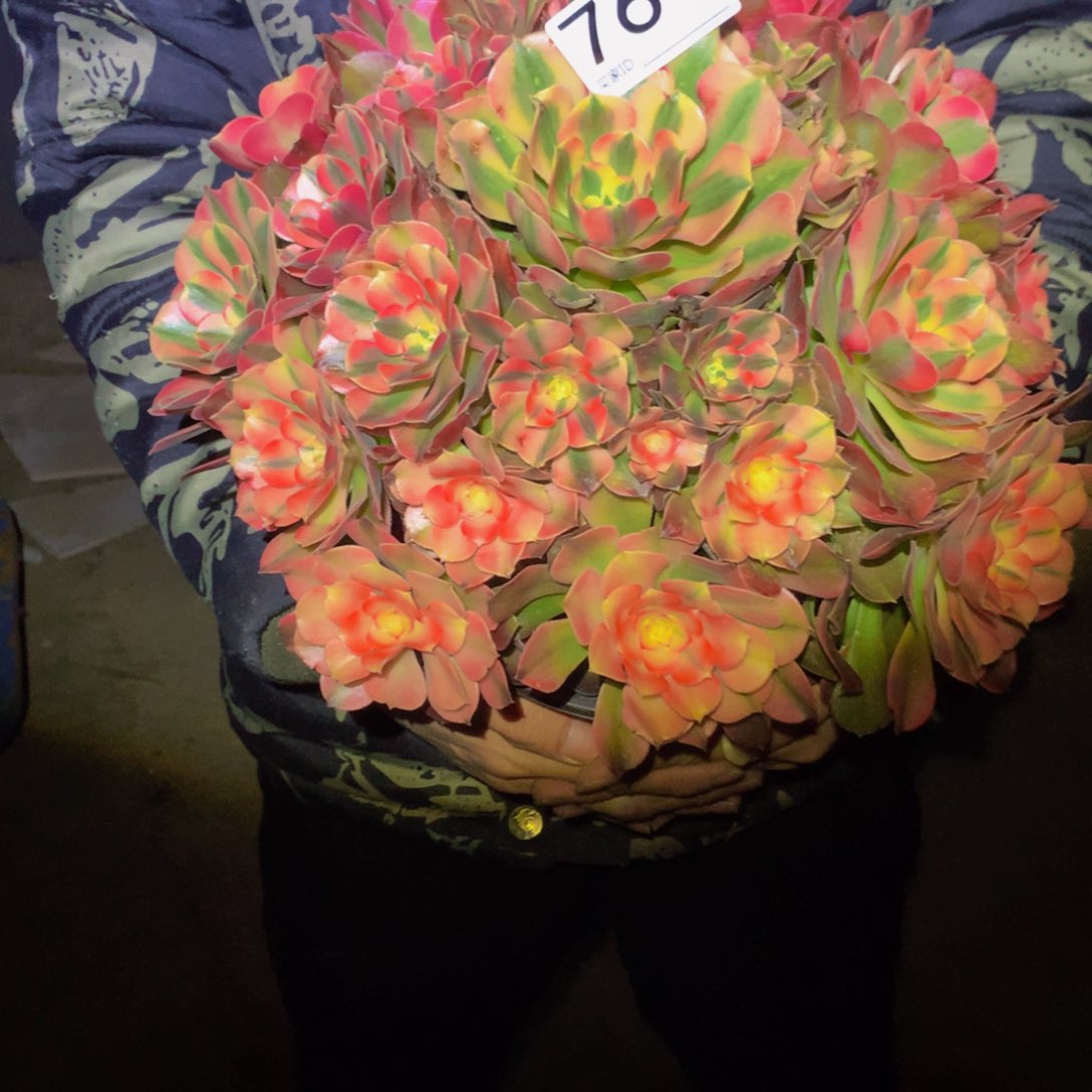 法师多肉植物764