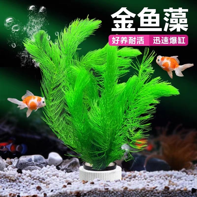 金鱼草水草大全增氧绿植懒人水培鱼缸布景水草组合孔雀鱼金鱼藻