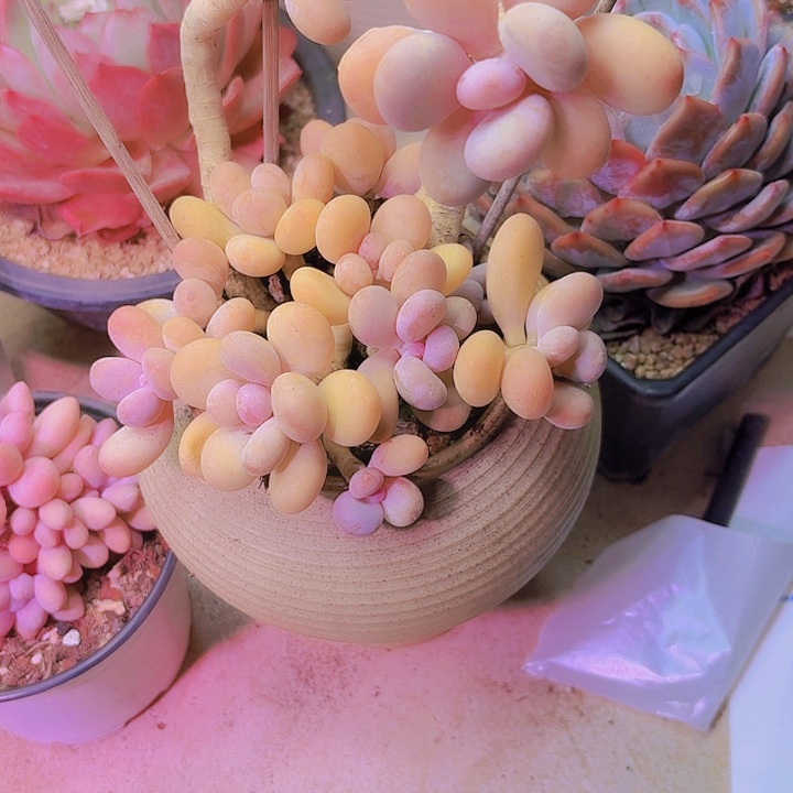 *****蛋黄奶老桩精品多肉植物