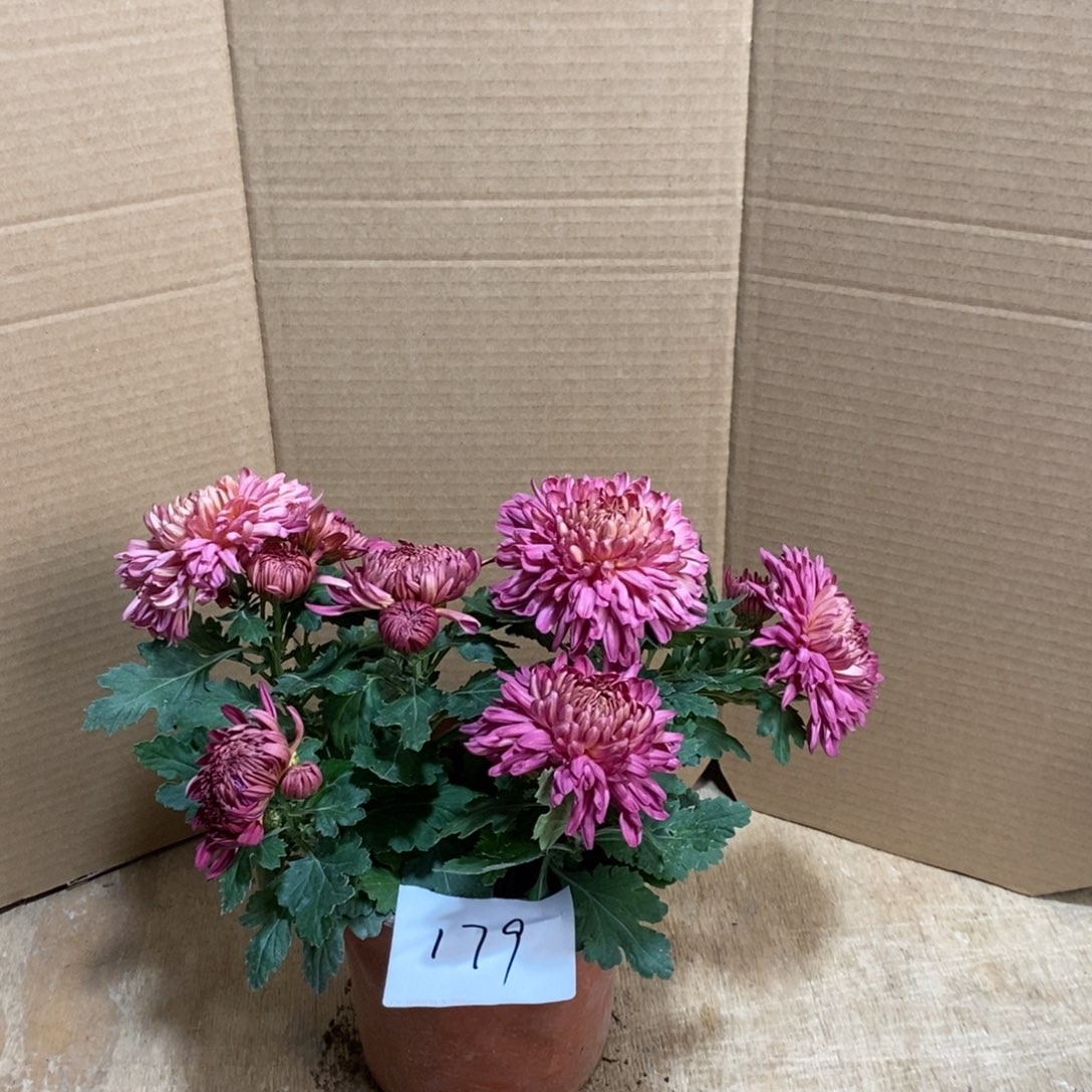 完全开放0000000179