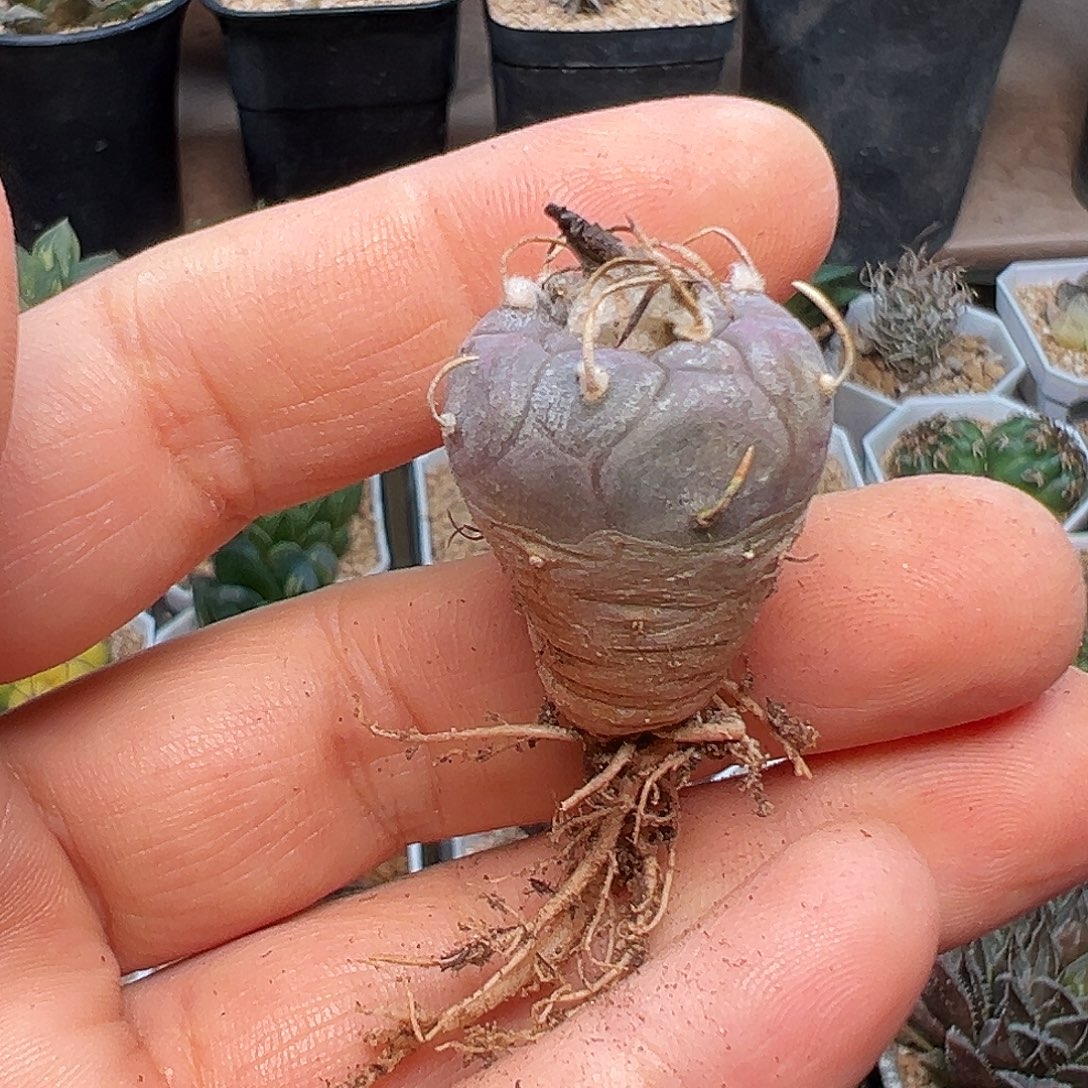 紫肌龟甲乌丸，18包邮