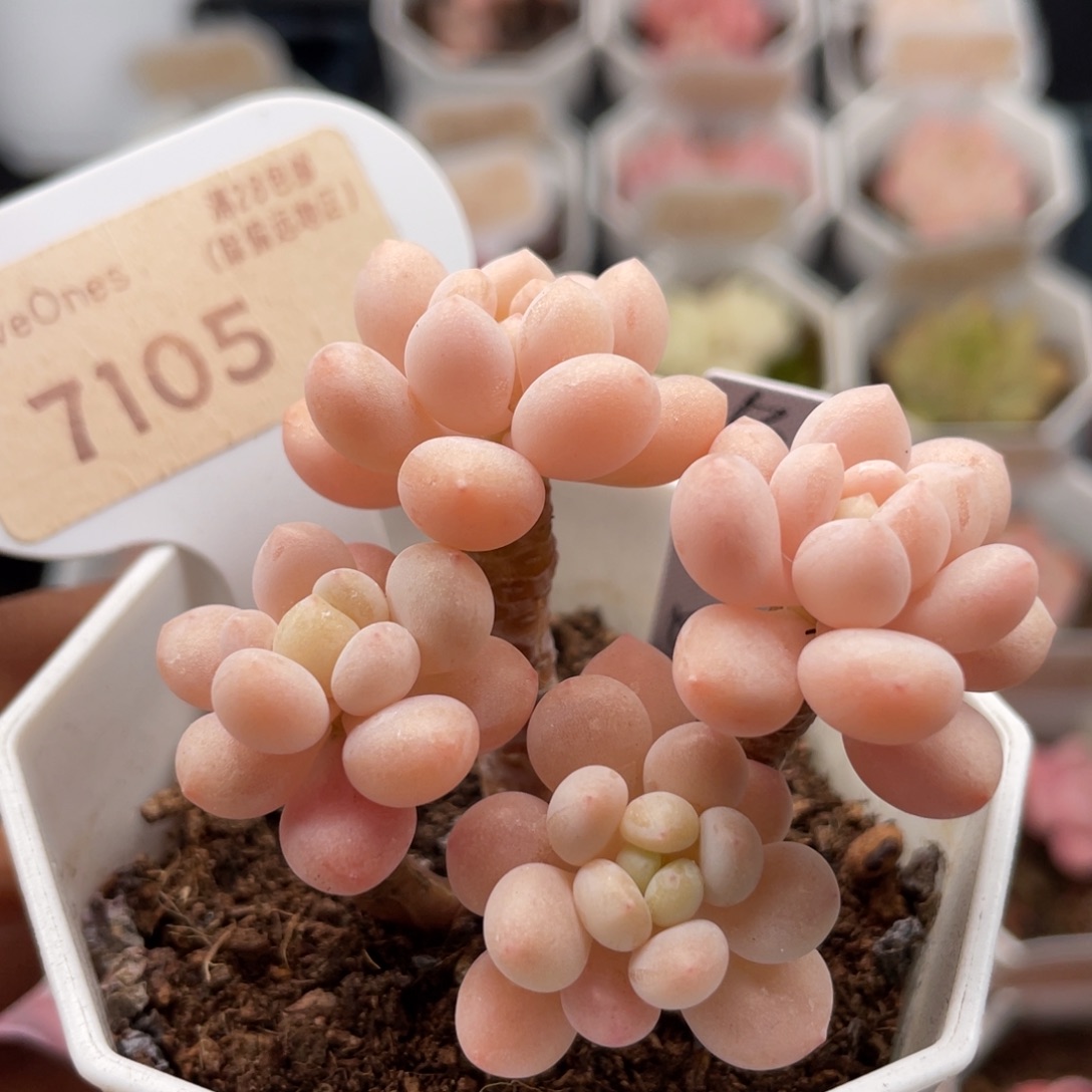 鱼子酱7105-5.0厘米