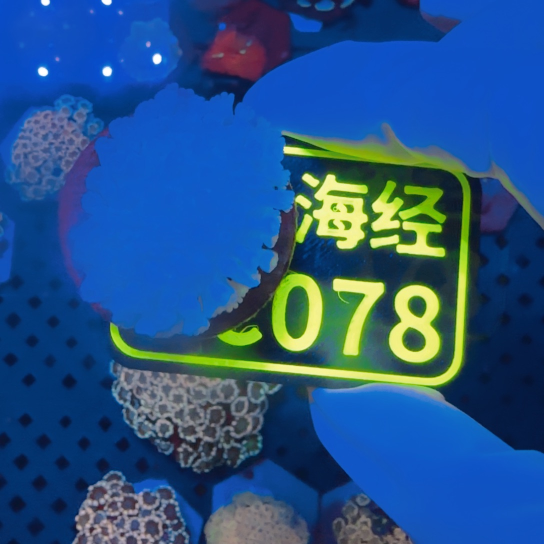 冰***水纽扣珊瑚晓晓不包邮脱藻茉莉C078