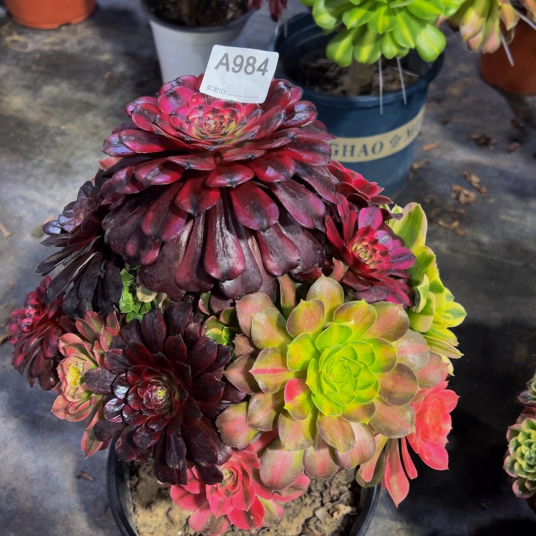 巴*984嫁接法师，多肉植物