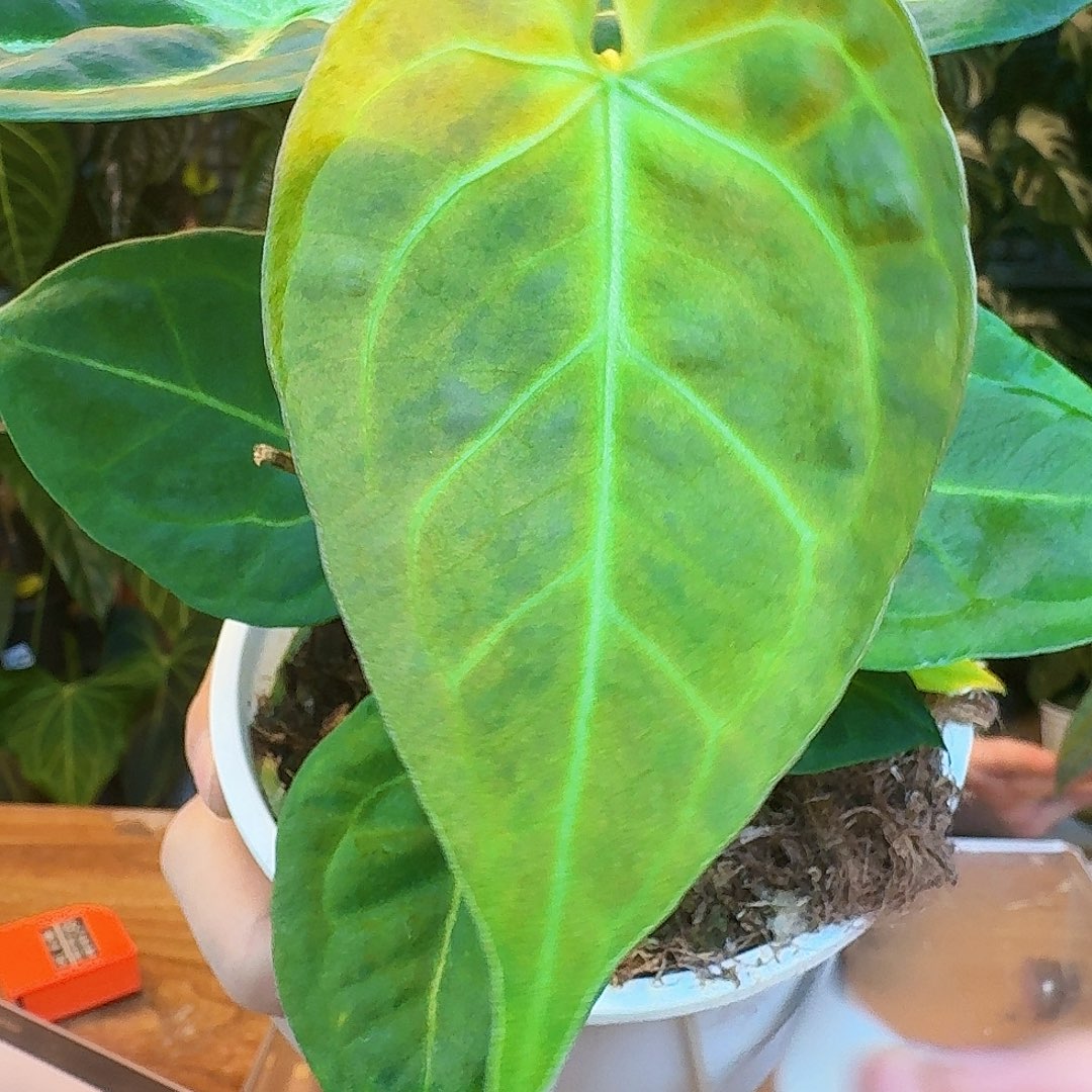 完全开放J81黑丝绒抹茶锦