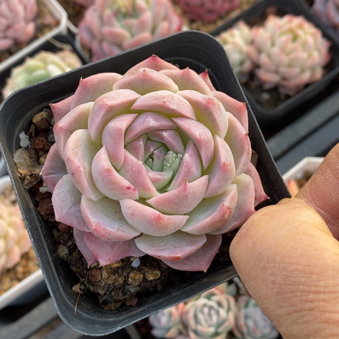 精品多肉一物一拍不包整721