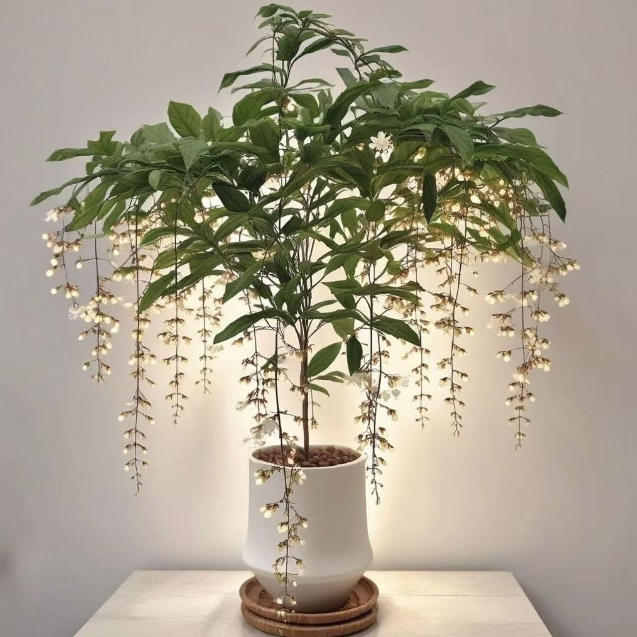  【泰国垂丝茉莉棒棒糖】带花丝发货花期超长庭院阳台耐阴易养护
