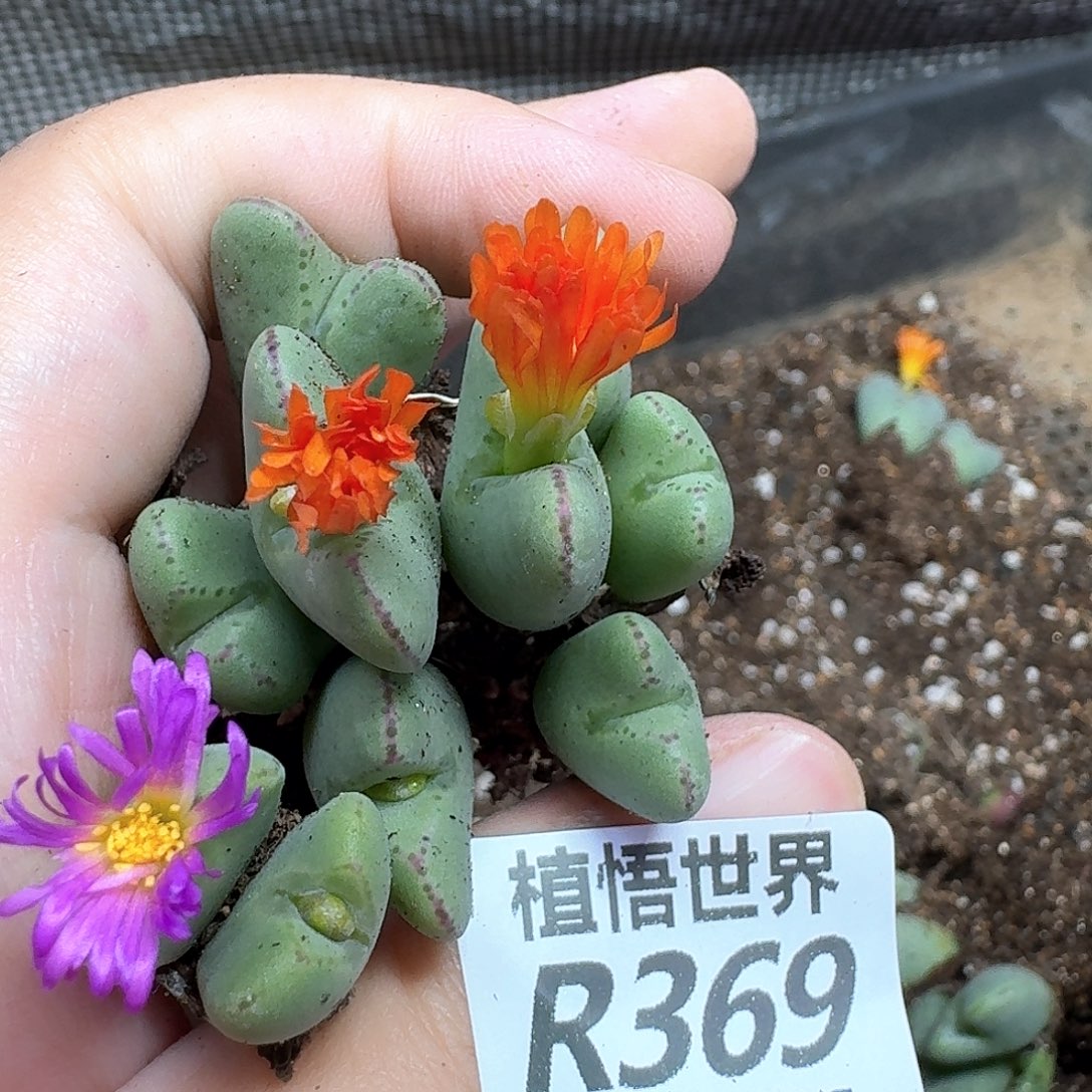 多肉植物的嘴的多f