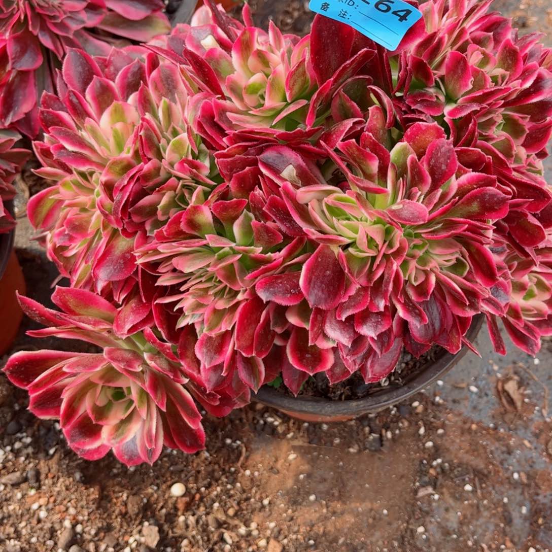 多肉植物264福利