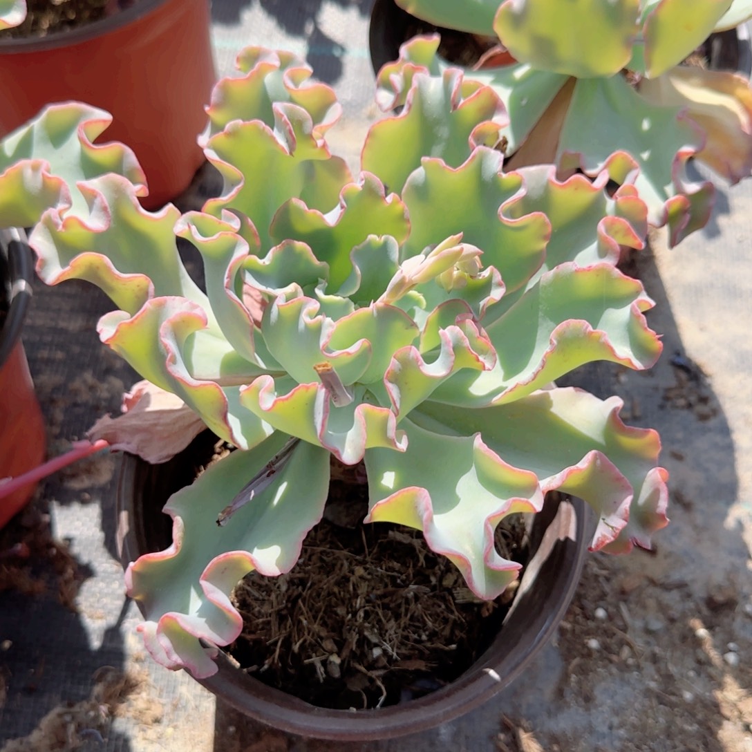 无花朵水瓶座大单头