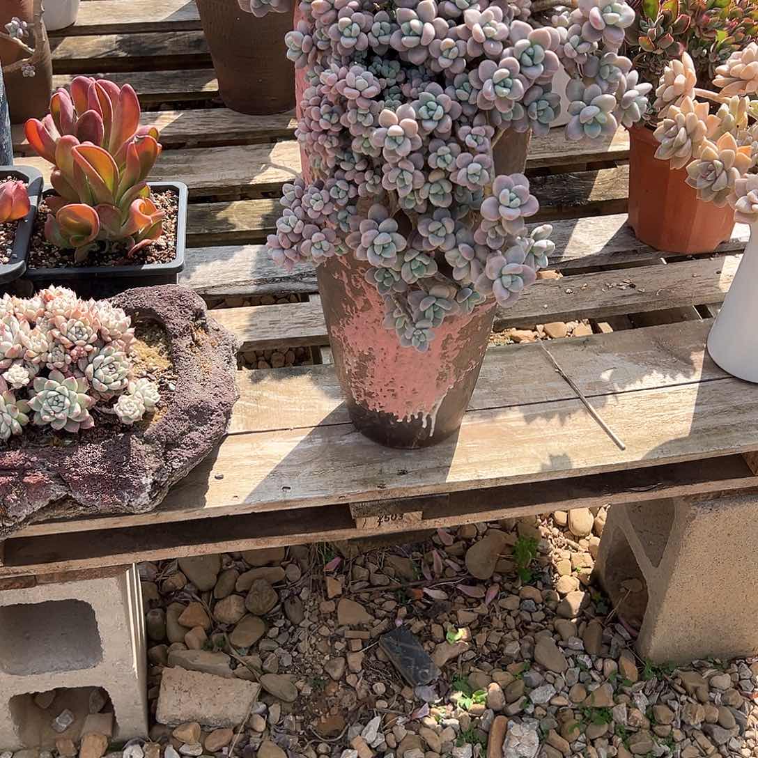 西*红洛神多肉植物带盆