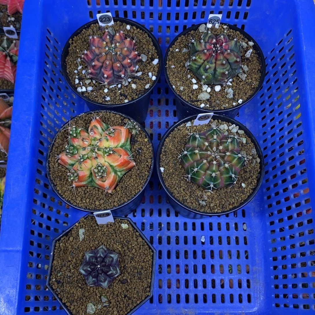 泰国进口米哈牡丹锦