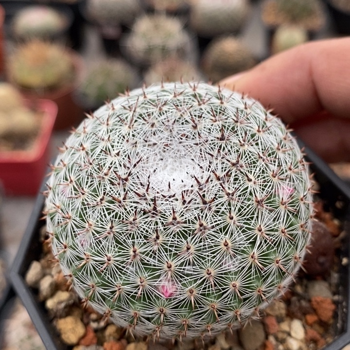 【闪购商品】恋山彦