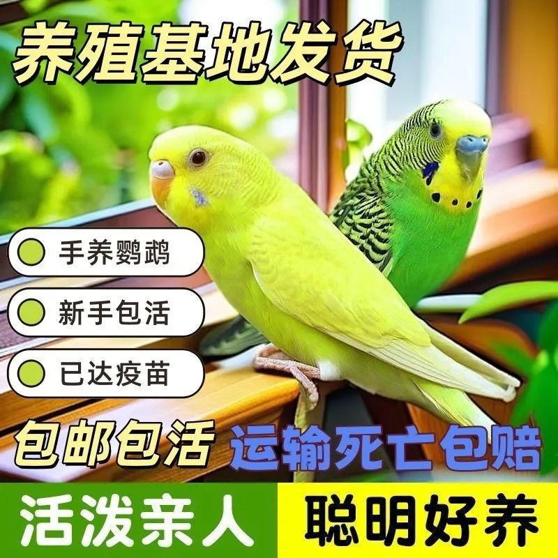 2只彩色鹦鹉观赏鸟手养亲人粘人（颜色可选公母可选）