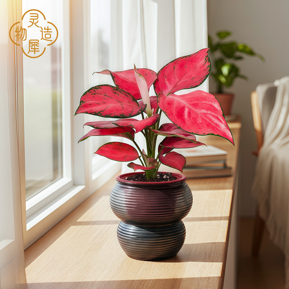 【宠粉福利】吉利红室内颜色自然年宵花观叶植物小桌面吸水盆栽绿植