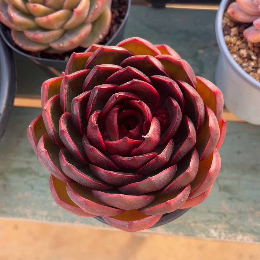 红灯美肉多肉植物