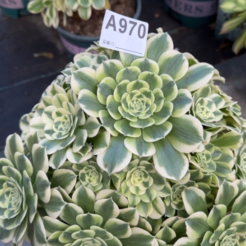 970绿豆沙26厘米左右