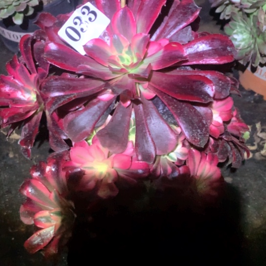 贞**上多肉植物美度纱033